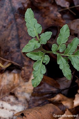 Leaf and sporangia  in late fall